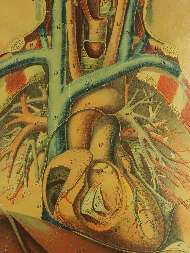 Antique Anatomical Chart (IV.) Human Anatomy Circulatory Signed by E. Hoelemann