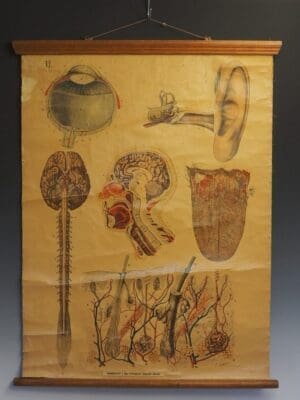 Antique Anatomical Chart (VI.) Human Anatomy Head Signed by E. Hoelemann
