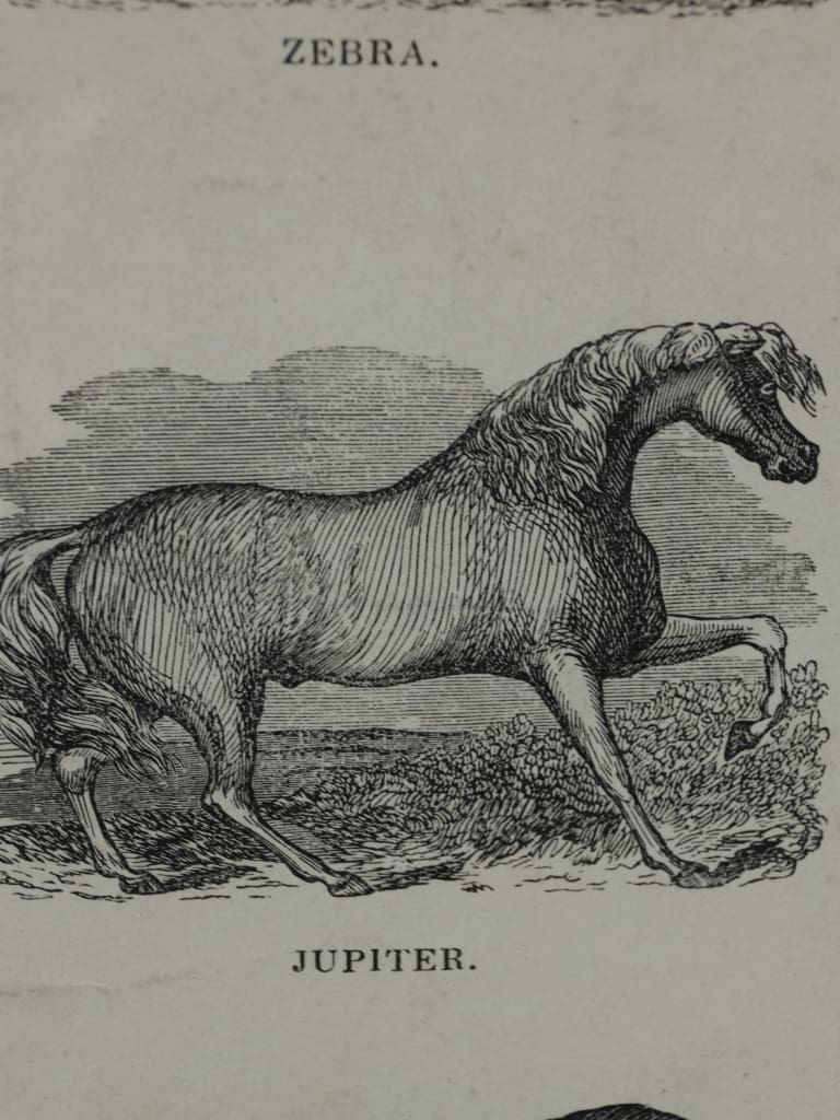 Original 1850 Webb & Millington Wood Engraging &ndash; &lsquo;The Panorama of Horses&rsquo;